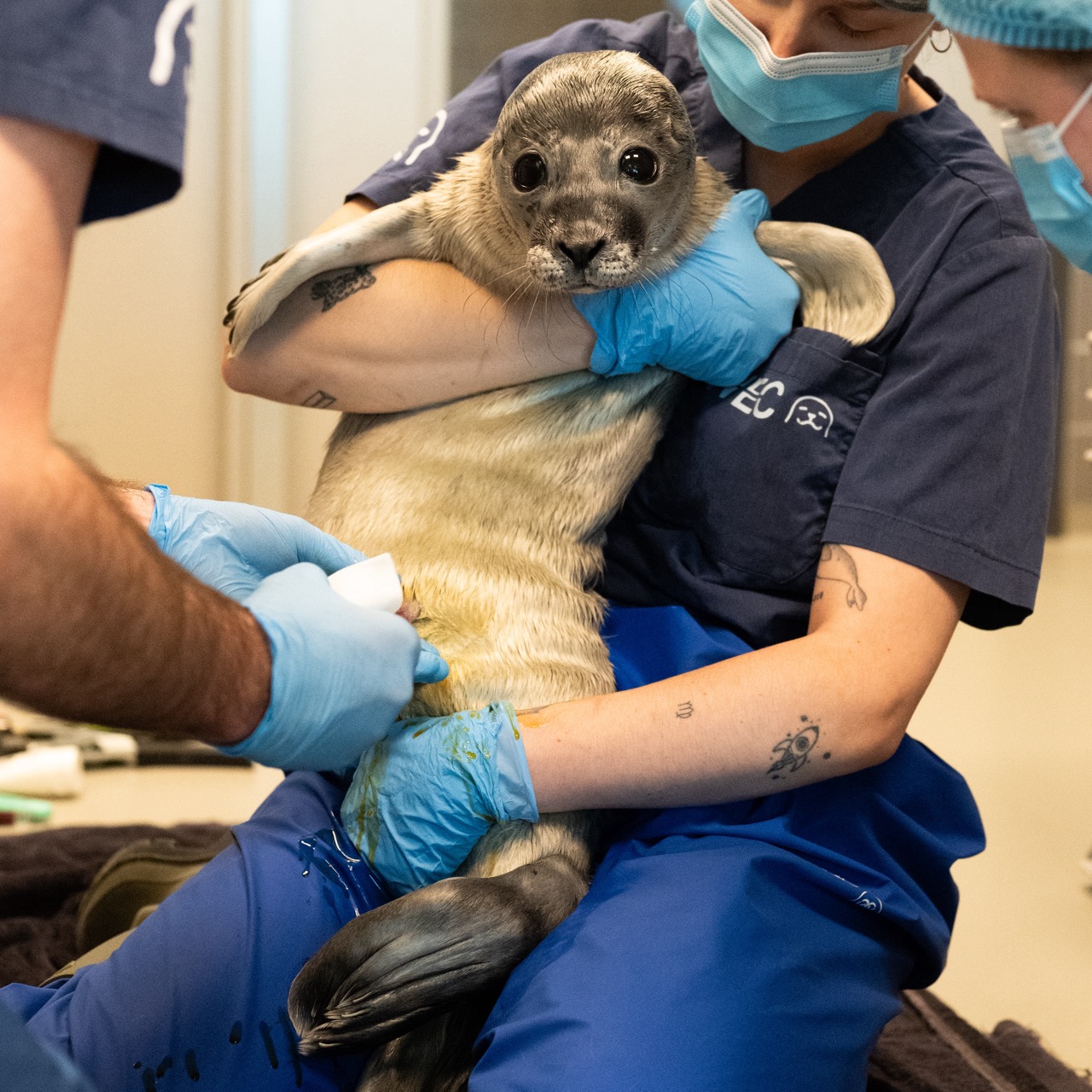 Werken bij het Zeehondencentrum